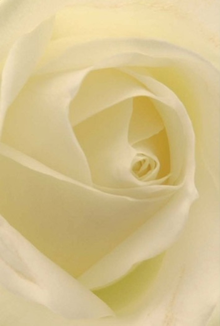 Viewed closely, this classic white rose is the embodiment of tranquility and refinement-a pristine bloom illuminated by soft, creamy light characteristic of Eastcote's serene atmosphere. The petals, spiraled in precise formation, blend subtle gradients of ivory and pale cream, each edge revealing a whisper of translucence. The composition is striking in its balance: an interplay of gentle curves and delicate shadows, echoing the peace found wandering along Eastcote's leafy lanes. The tactile impression is immediate-one imagines the silken matte surface, cool and inviting, each carefully crafted petal holding its shape with quiet strength. Arranged by the expert hands at Flowers Eastcote, this rose is suited for the most heartfelt occasions, from apologies and loving gestures to elegant wedding centrepieces. The understated scent, clean and soft, hangs in the air, heightening the sense of serenity. Every nuance in shadow, light, and form pays tribute to natural beauty and mindful local floristry-a testament to Eastcote's tradition of thoughtful expression.
